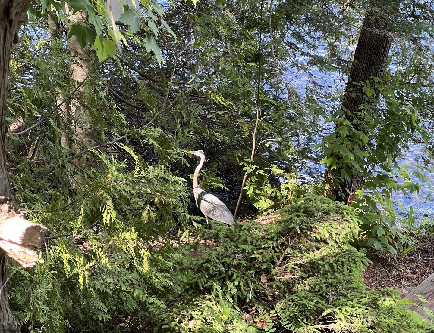 Faune du lac · grand héron